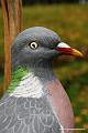 Palombe_ 003